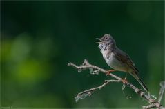 Common whitethroat