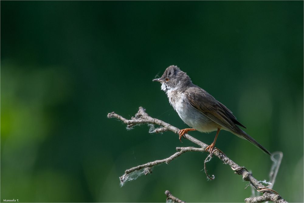 Common whitethroat