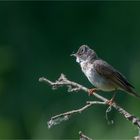 Common whitethroat