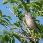 Common whitethroat