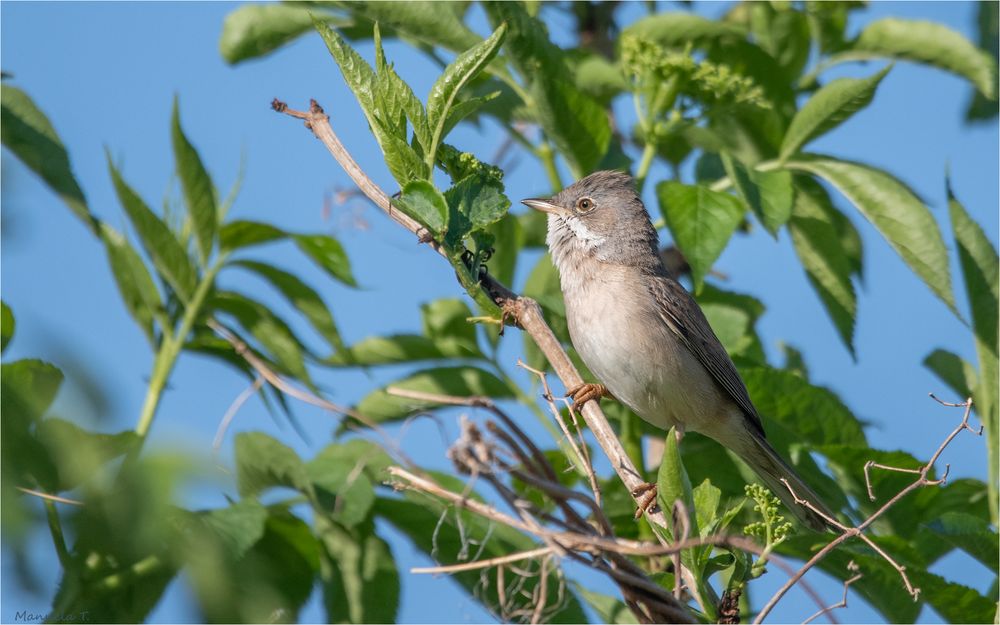 Common whitethroat