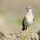 Common Whitethroat