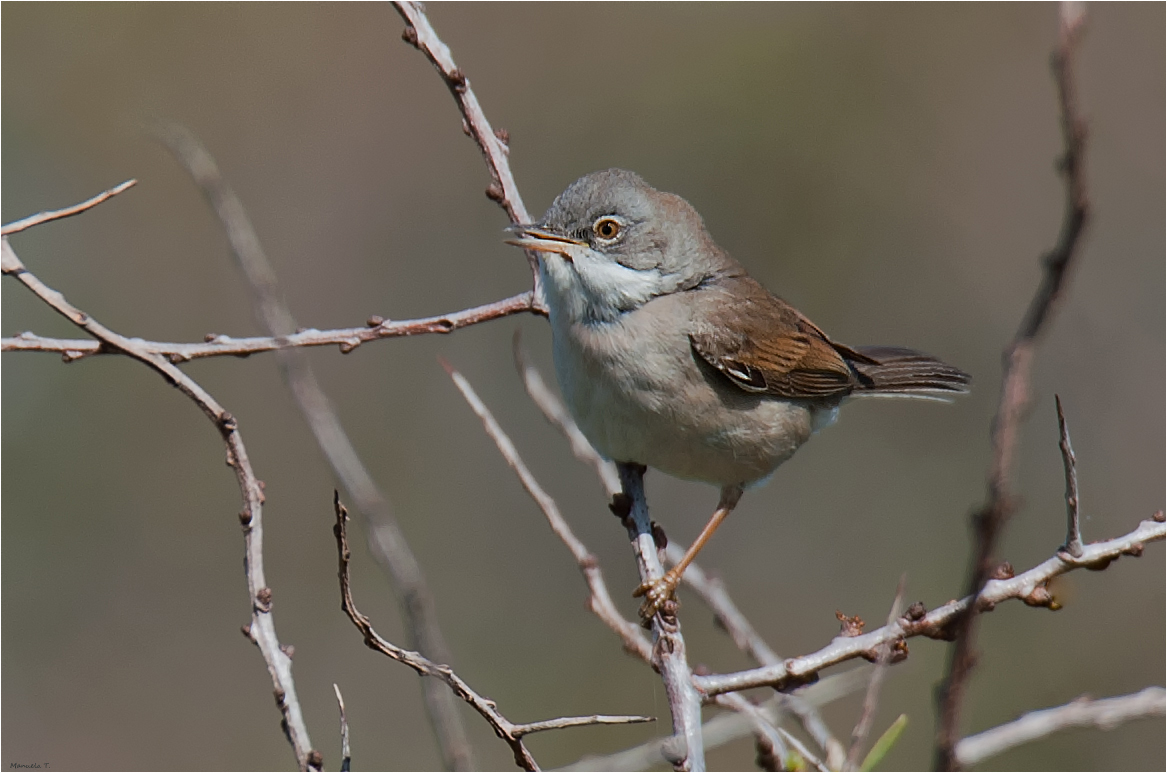 Common whitethroat