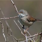 Common whitethroat