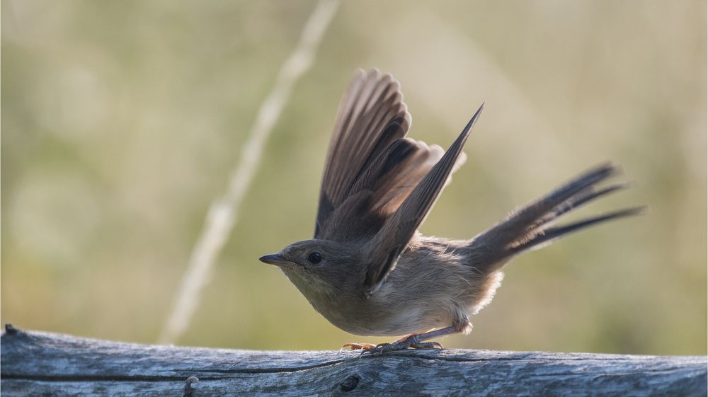 Common whitethroat