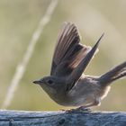 Common whitethroat