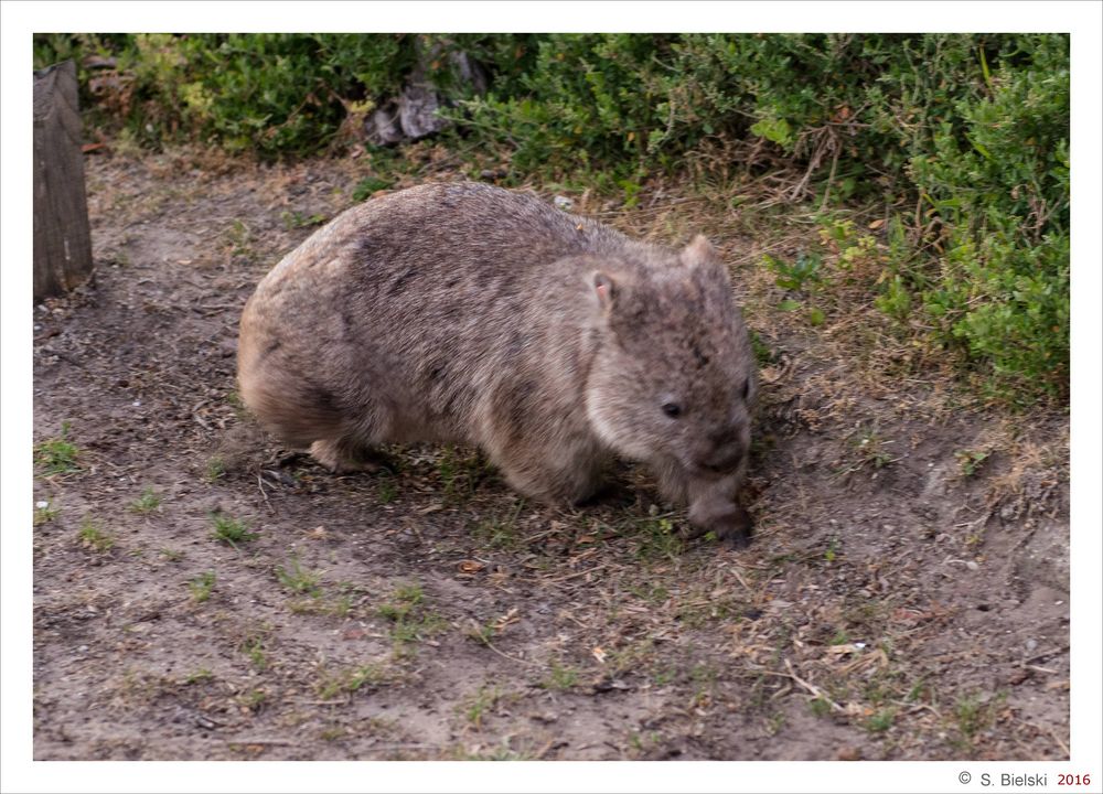 Common wombat