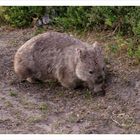 Common wombat