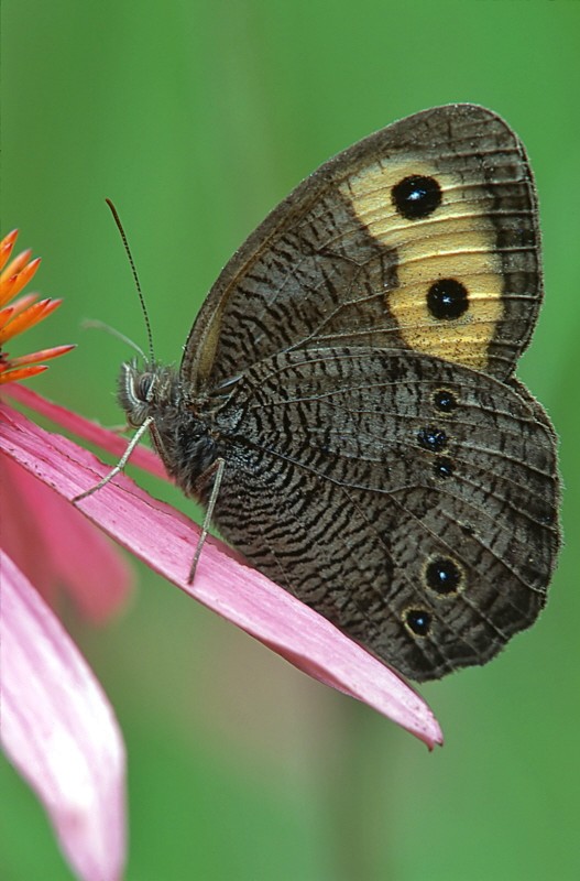 Common Wood-Nymph - Cercyonis pegala