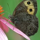 Common Wood-Nymph - Cercyonis pegala