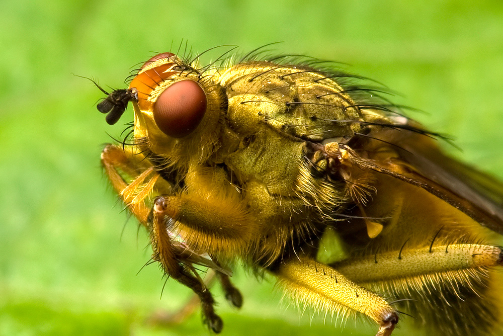 Common Yellow Dung Fly - Scathophaga stercoraria