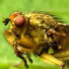 Common Yellow Dung Fly - Scathophaga stercoraria