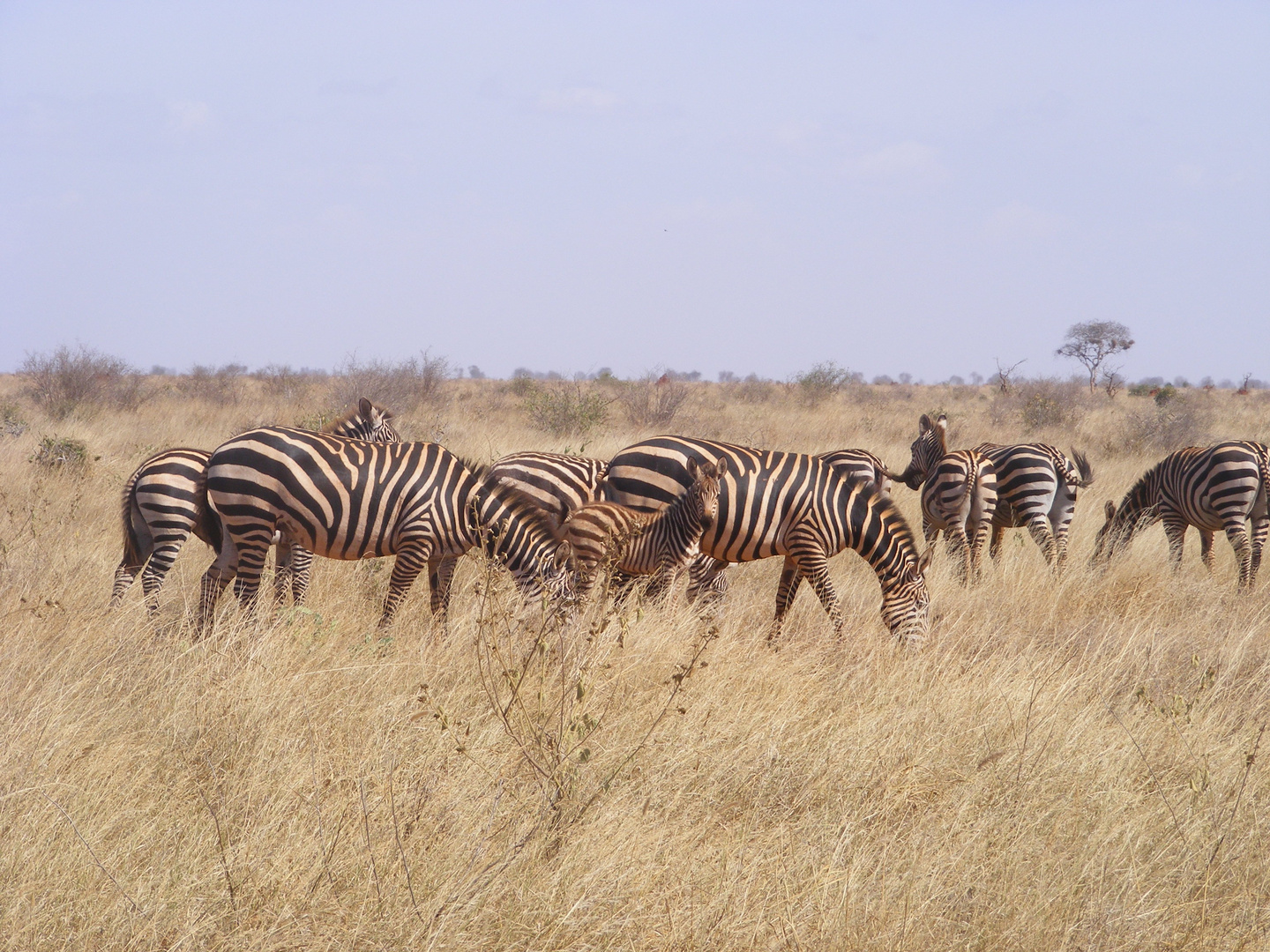 Common Zebras in Tsavo east