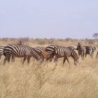 Common Zebras in Tsavo east