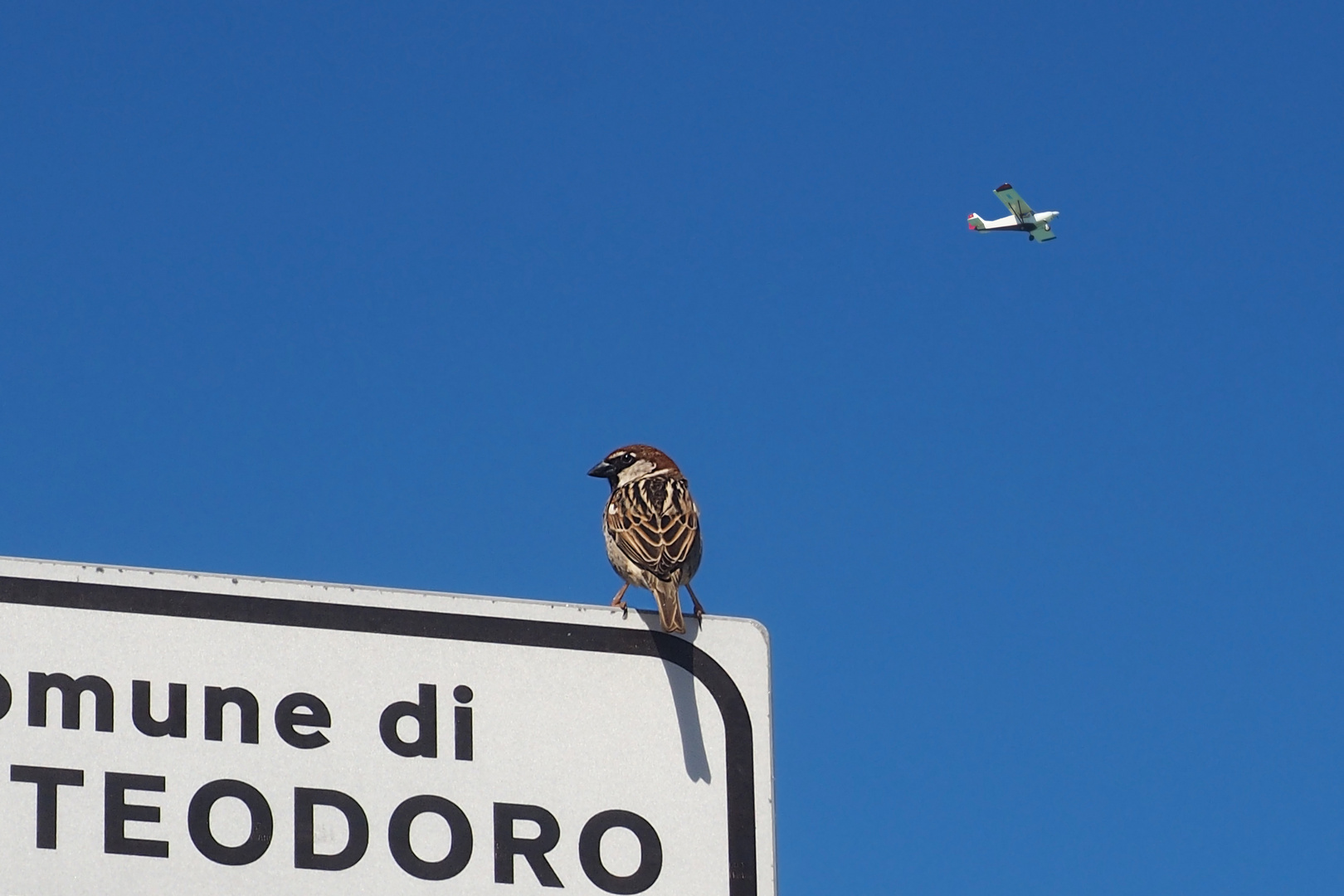 Commune mit Vogel