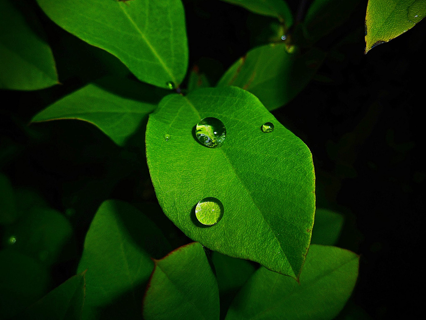 Como dos gotas de agua