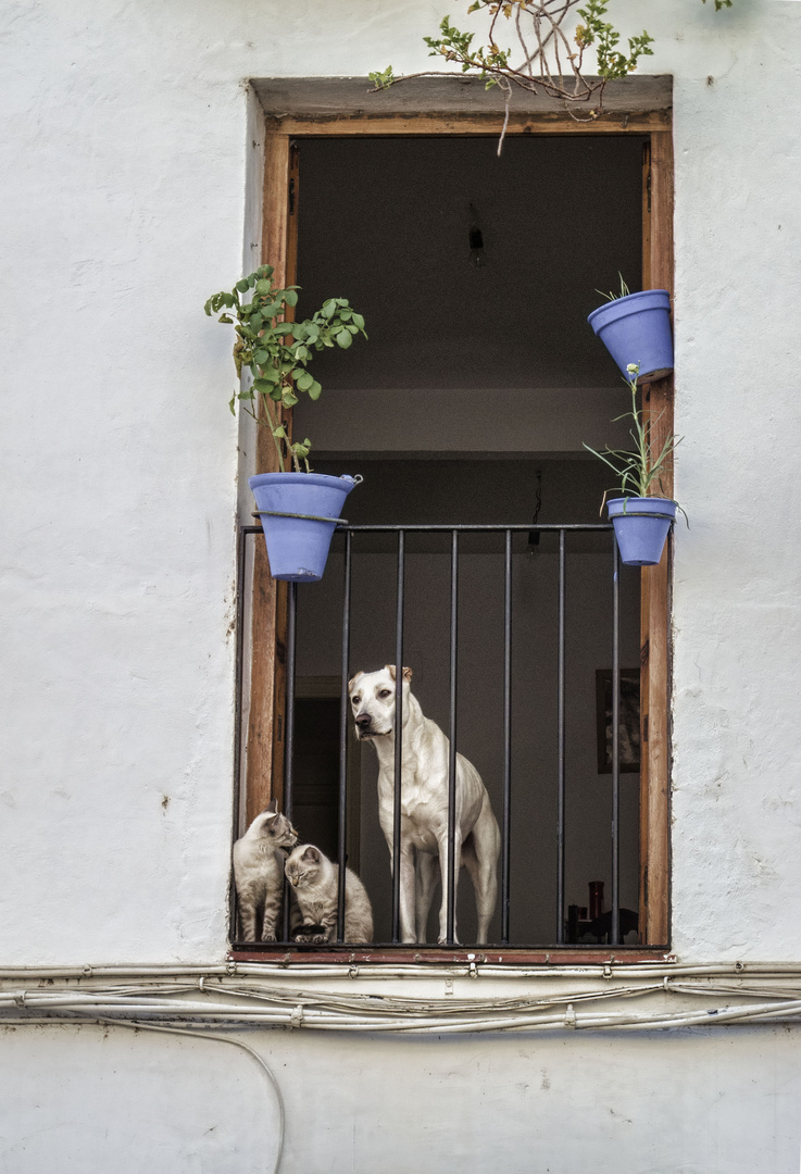 ...........Como el perro y el gato, o no¡¡¡¡¡¡