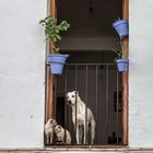 ...........Como el perro y el gato, o no¡¡¡¡¡¡