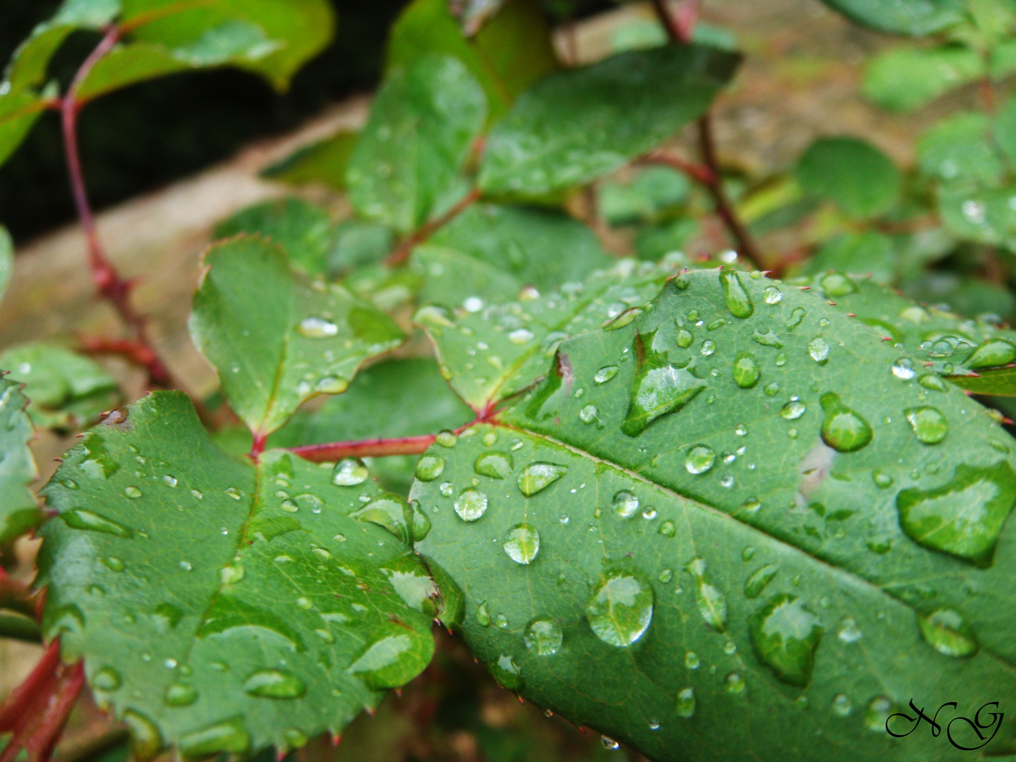 como gotas de agua.....