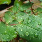 como gotas de agua.....