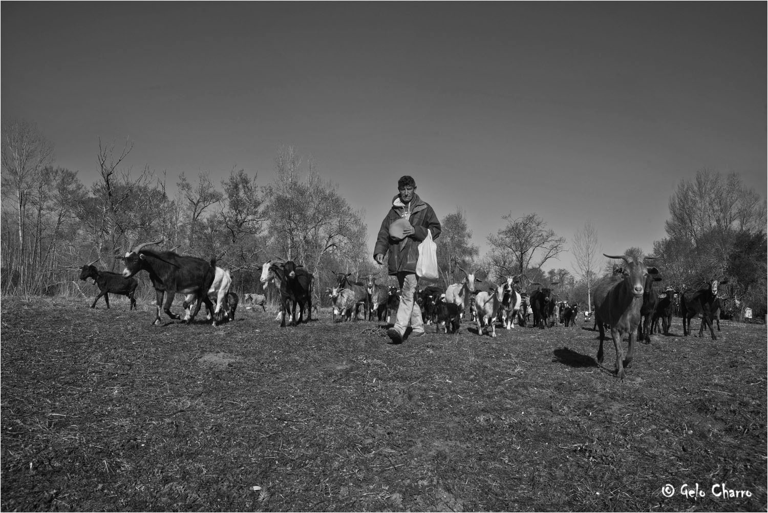 Como las cabras