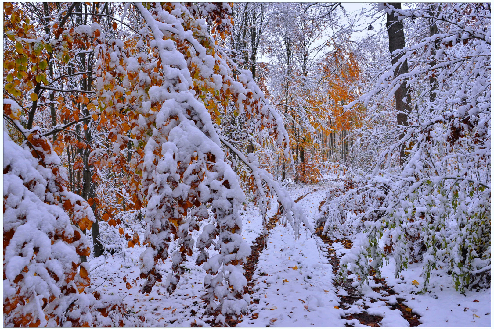 Cómo pesa la nieve (wie schwer der Schnee ist)