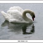 como una flor blanca