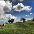 Como vaca con cencerro (Vall D´en Bas)