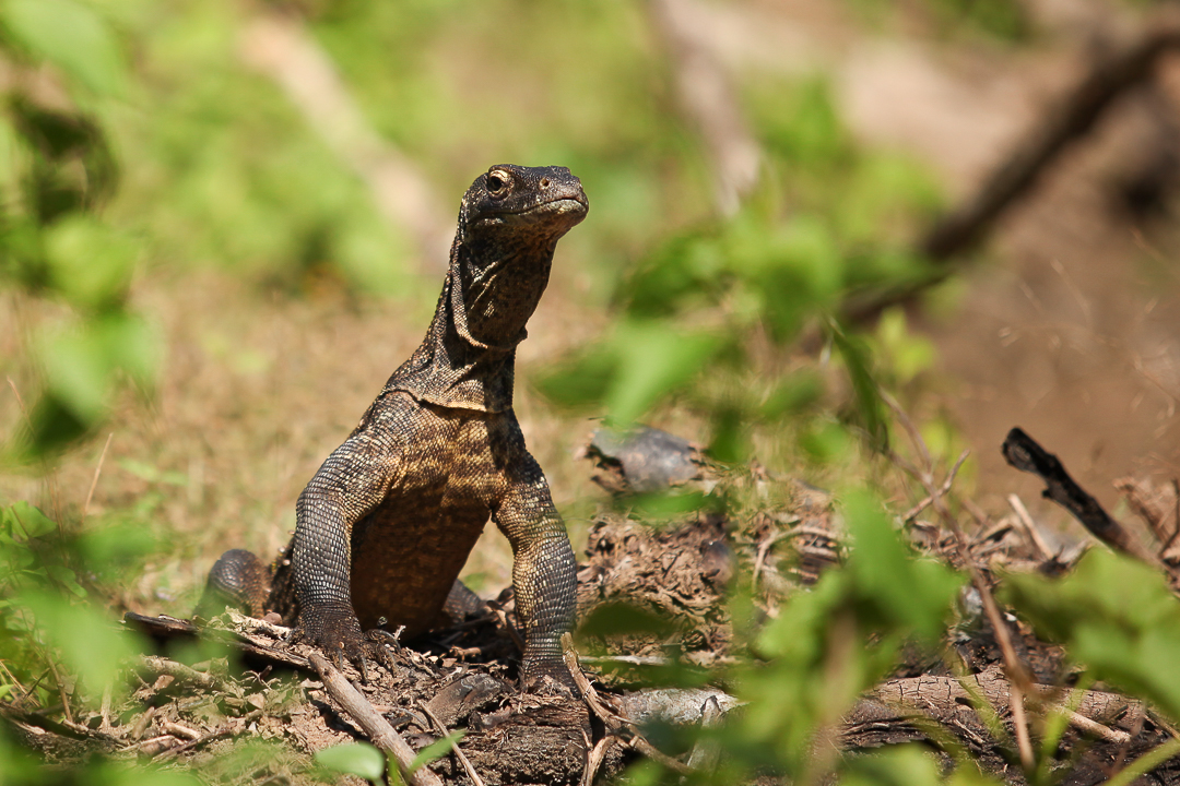 Comodo dragon