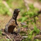 Comodo dragon