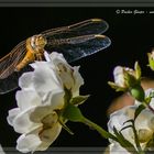 comp_2017 - 06 - 29 Donaupark - _DM38790-Bearbeitet