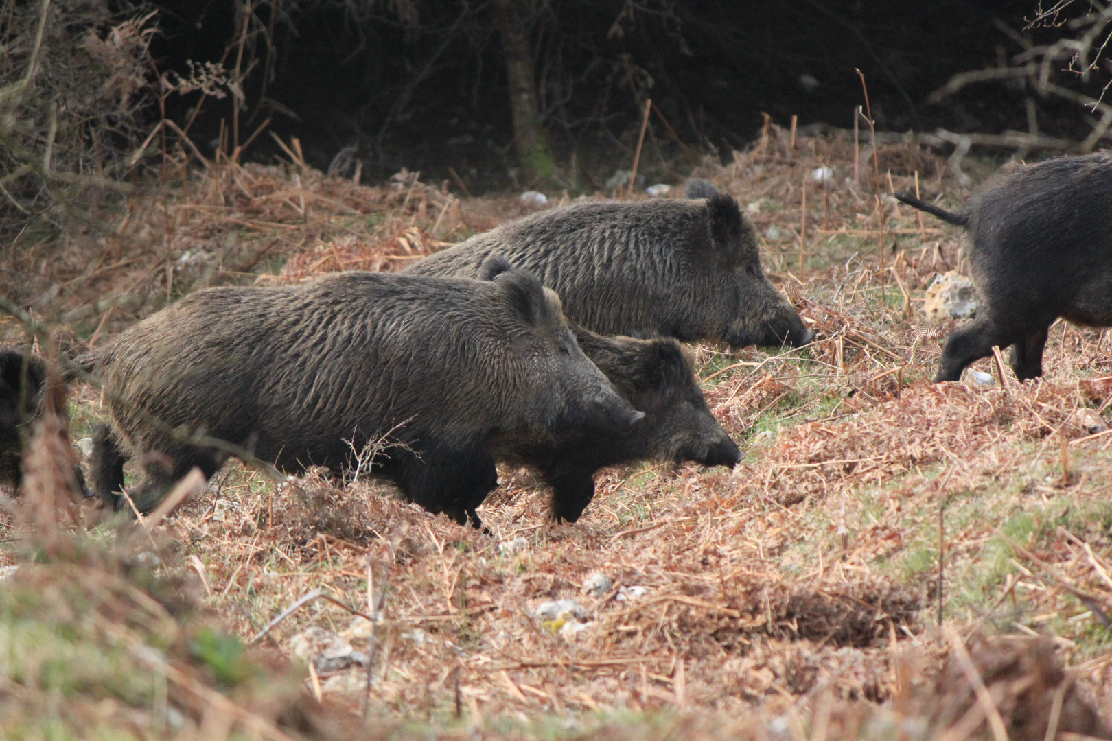 Compagnie de sangliers