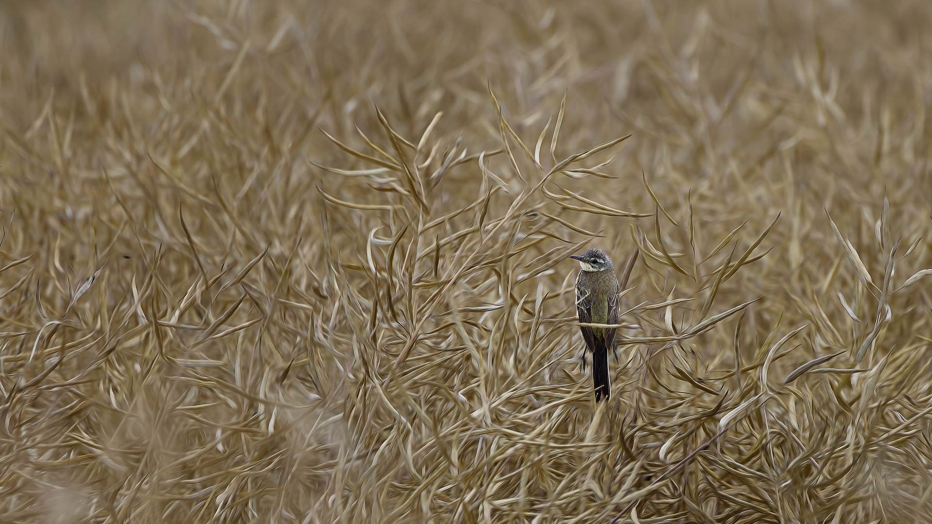 Compagnon champêtre