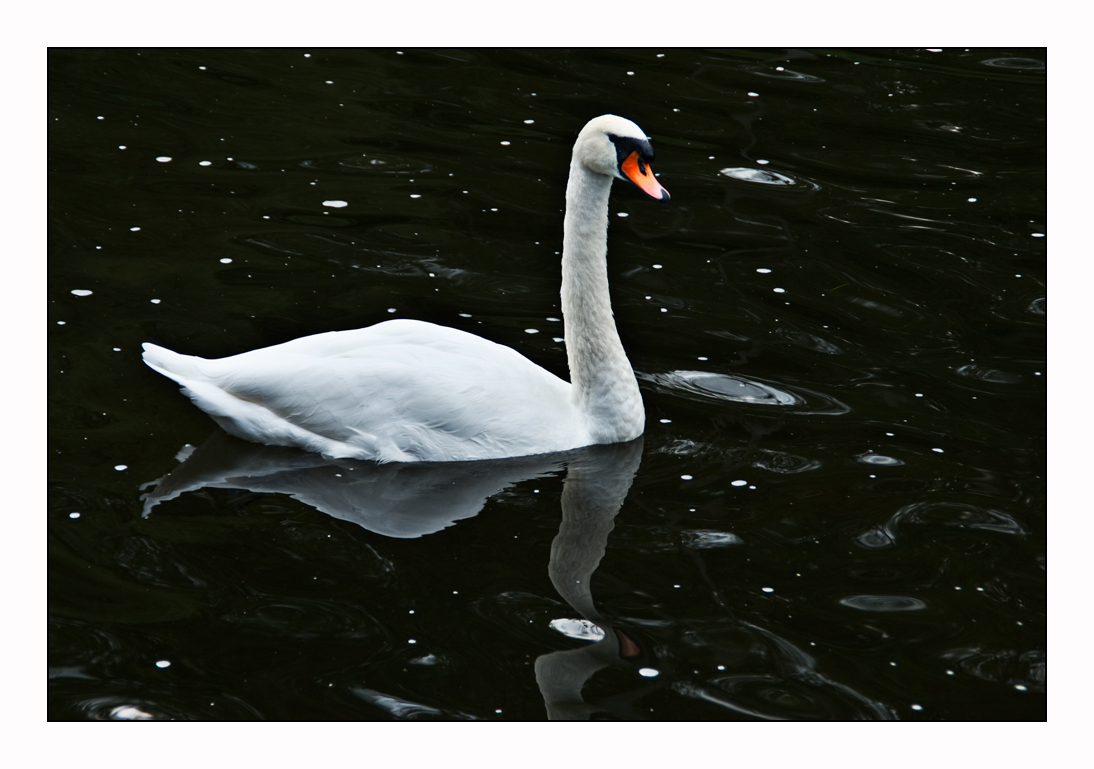 Compagnon de Lohengrin