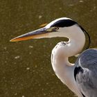 Compagnon de pêche