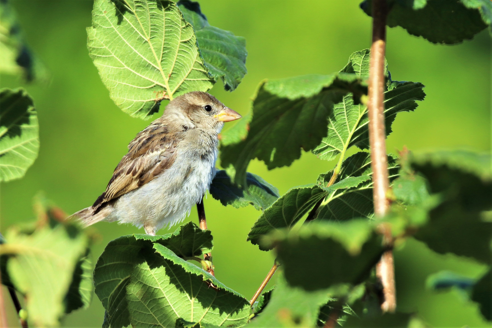 Compagnon du jardin