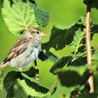 Compagnon du jardin