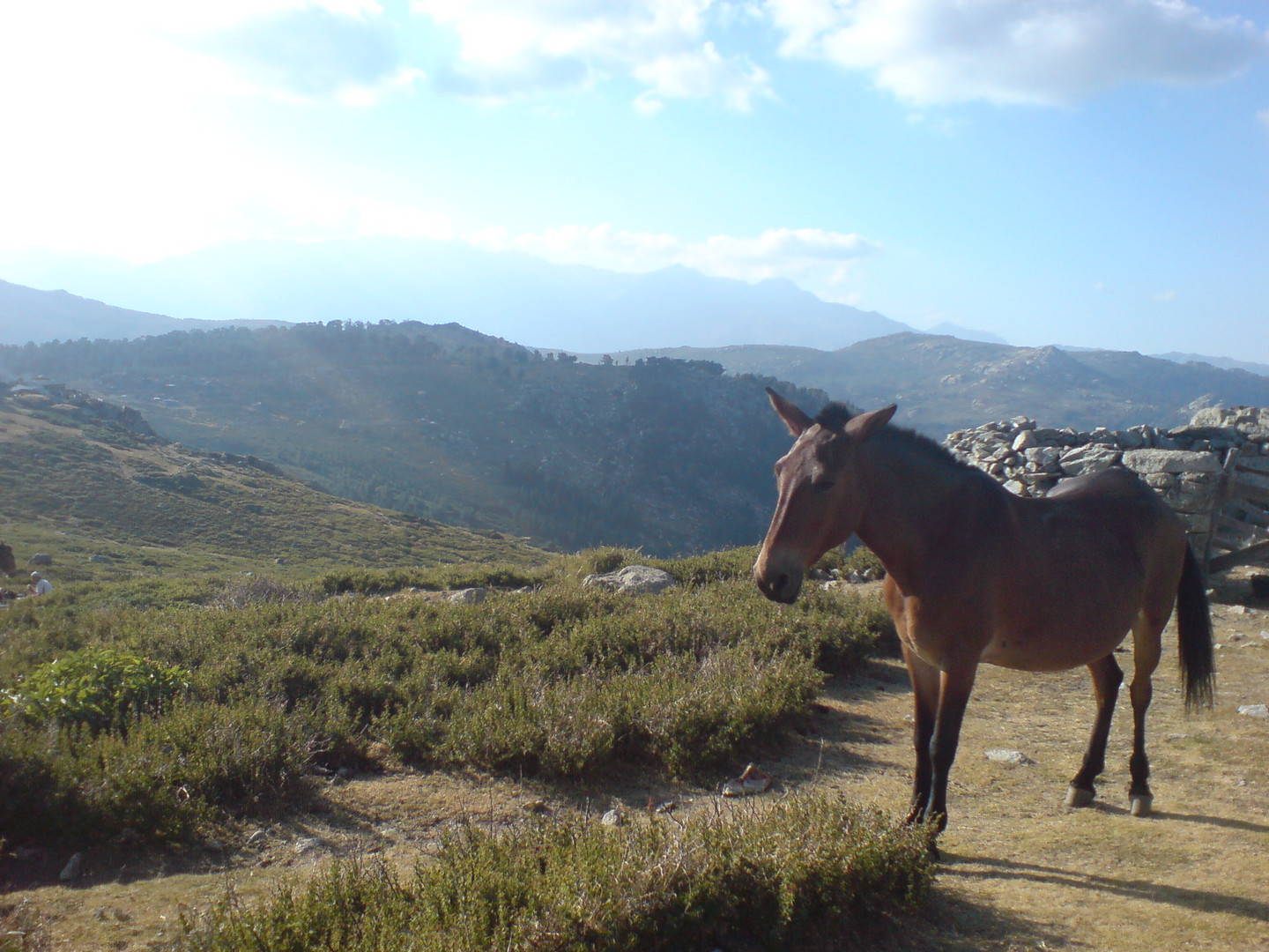 COMPAGNON SUR LES "CHEMINS CORSE"