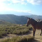 COMPAGNON SUR LES "CHEMINS CORSE"