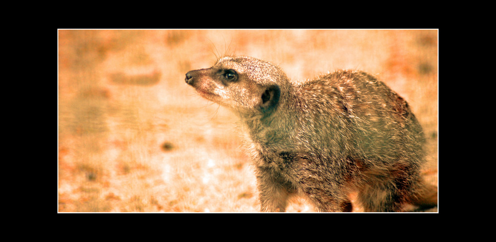 Compare the meerkat