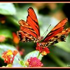 Compartiendo flor (Sharing flower)