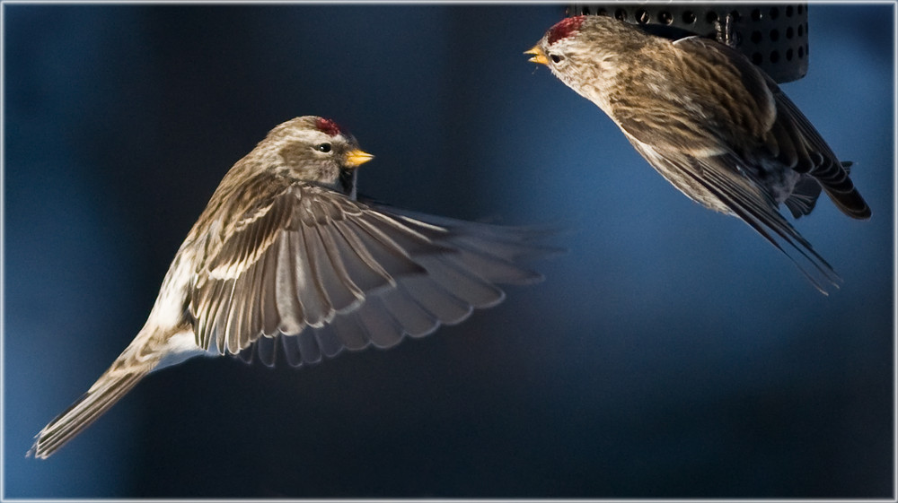 Competition at the Feeder