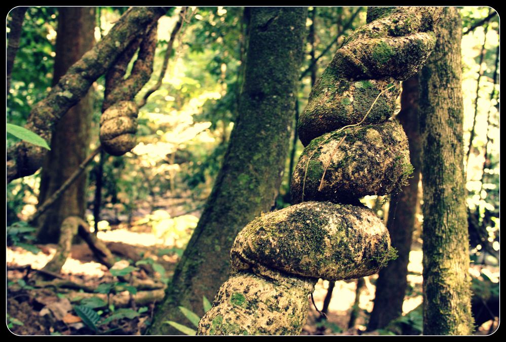 Complètement noeuds-noeuds ces arbres !!