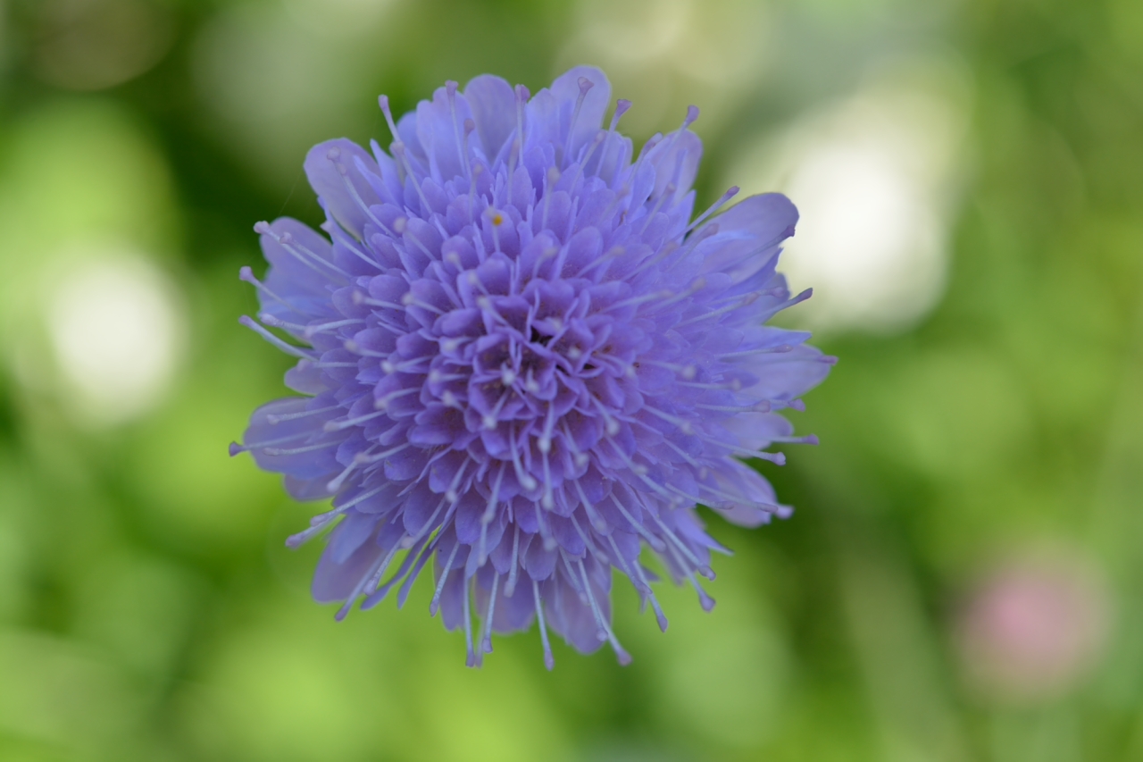 Compléxité et beauté des fleurs