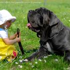 Complicité entre un chien et son jeune maitre..