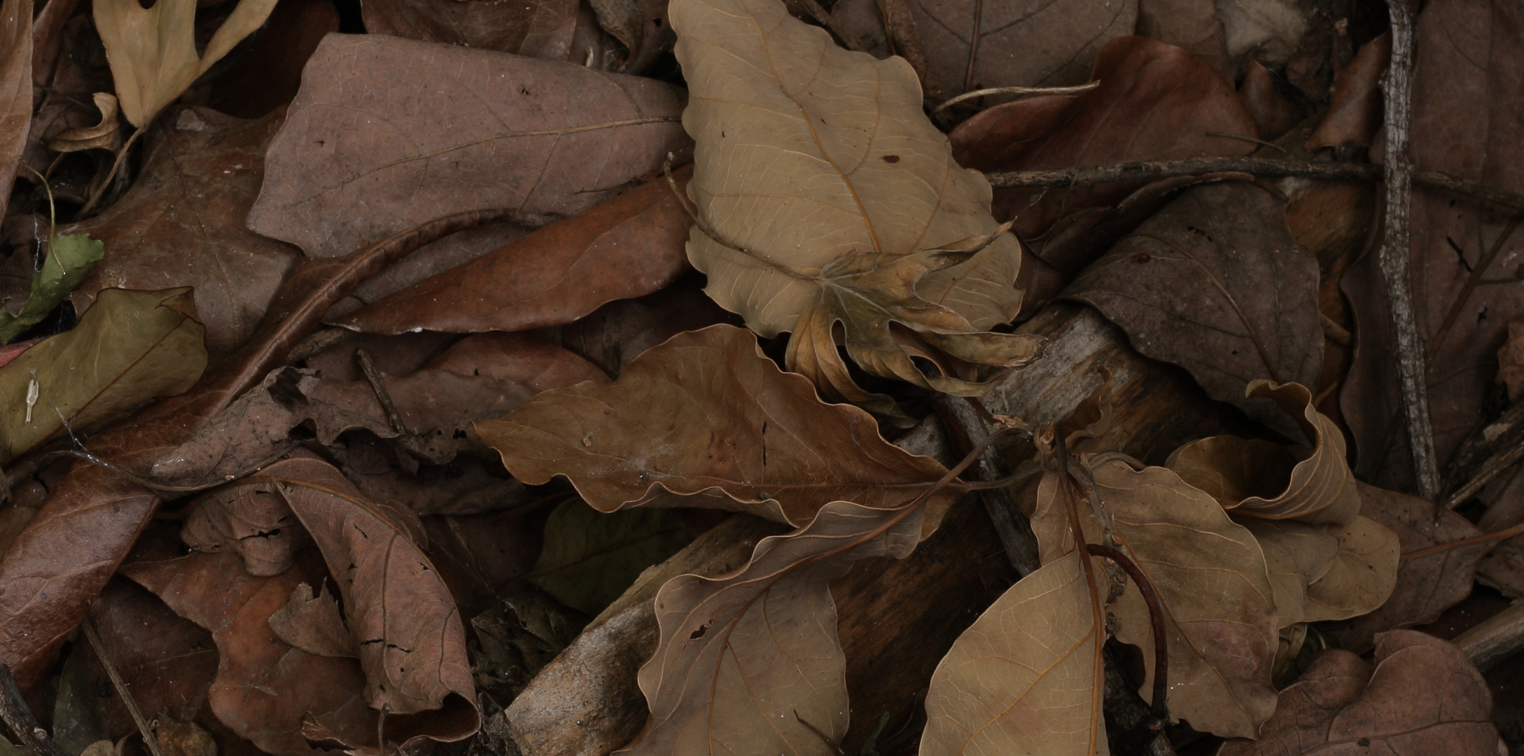 componiendo con el sr. otoño