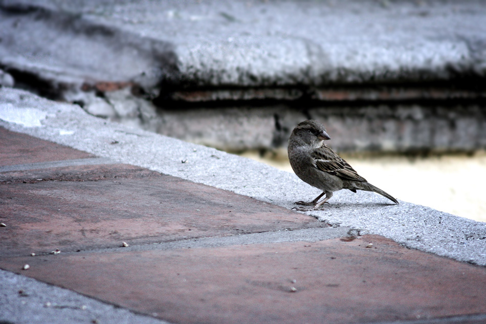 Composición con gorrión