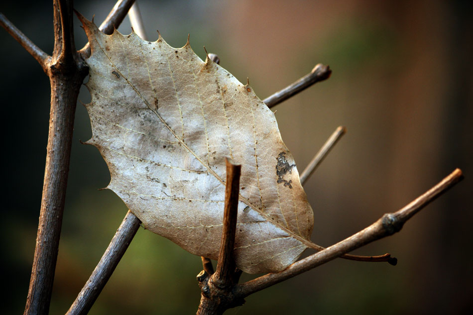 Composición con hoja