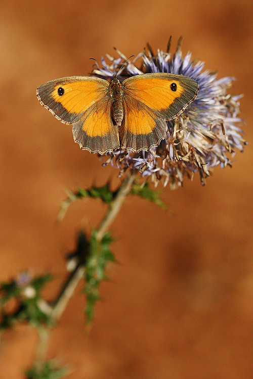 Composición con Pyronia tithonus