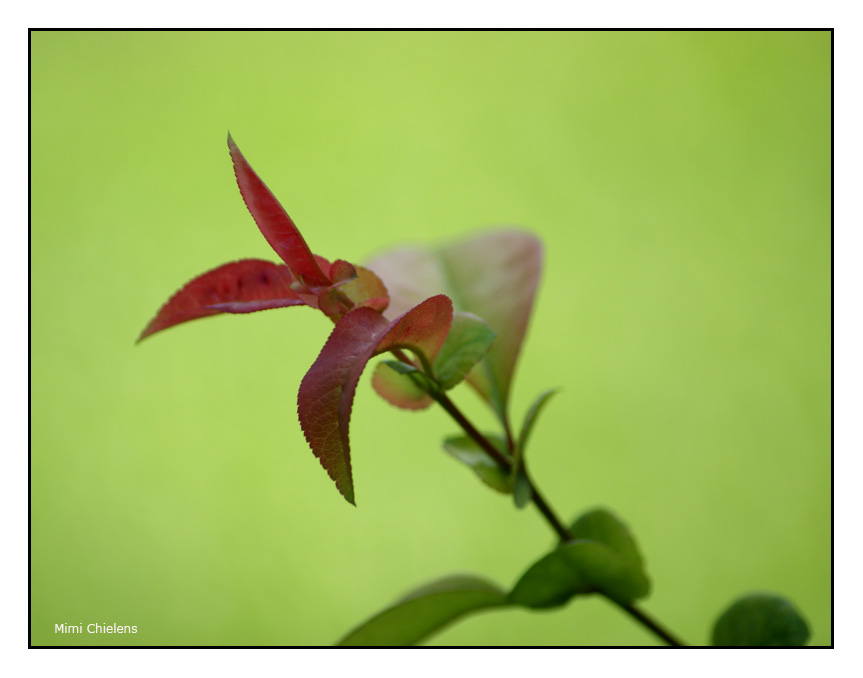 composición en verde